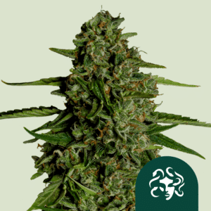 Medusa F1 Auto