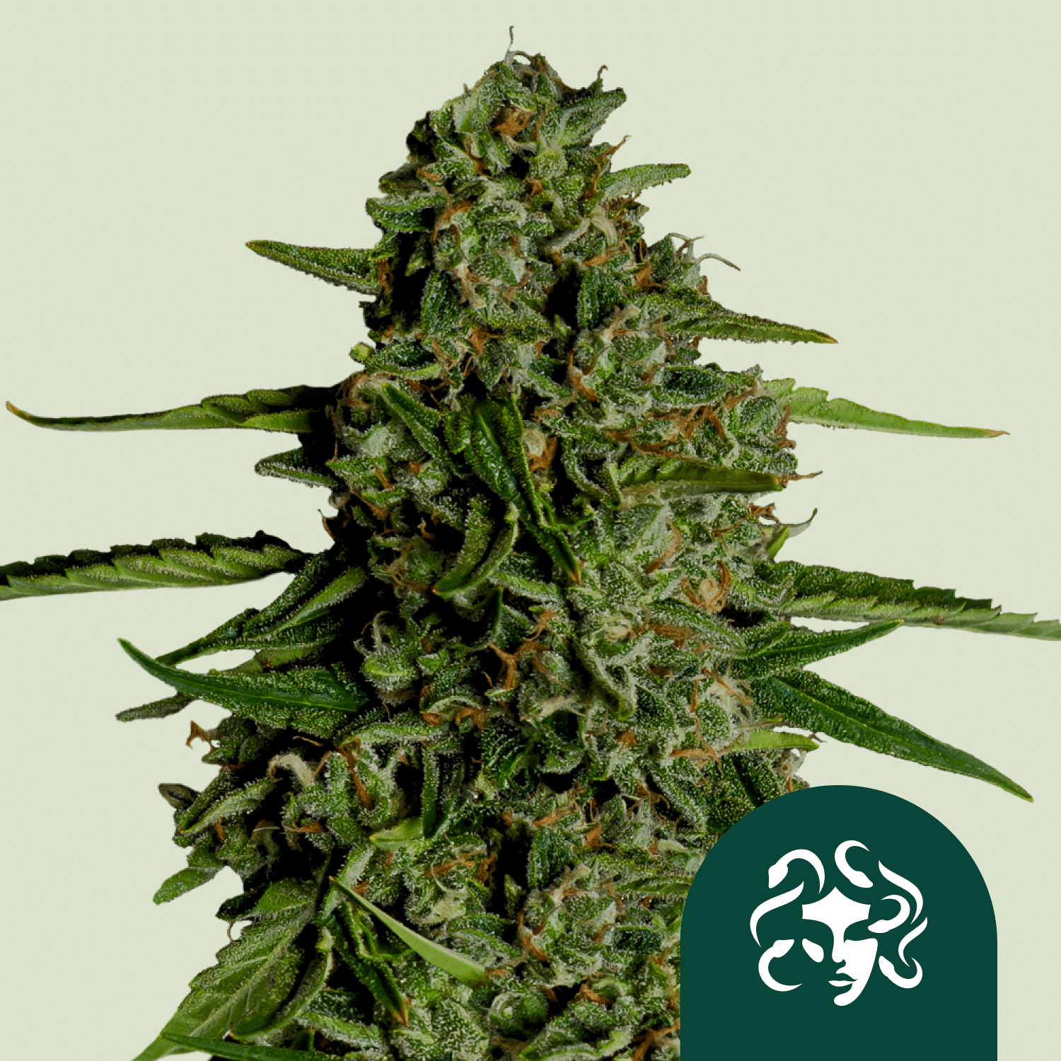 Medusa F1 Auto