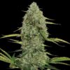 Mega Power Plant Auto