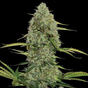 Mega Power Plant Auto