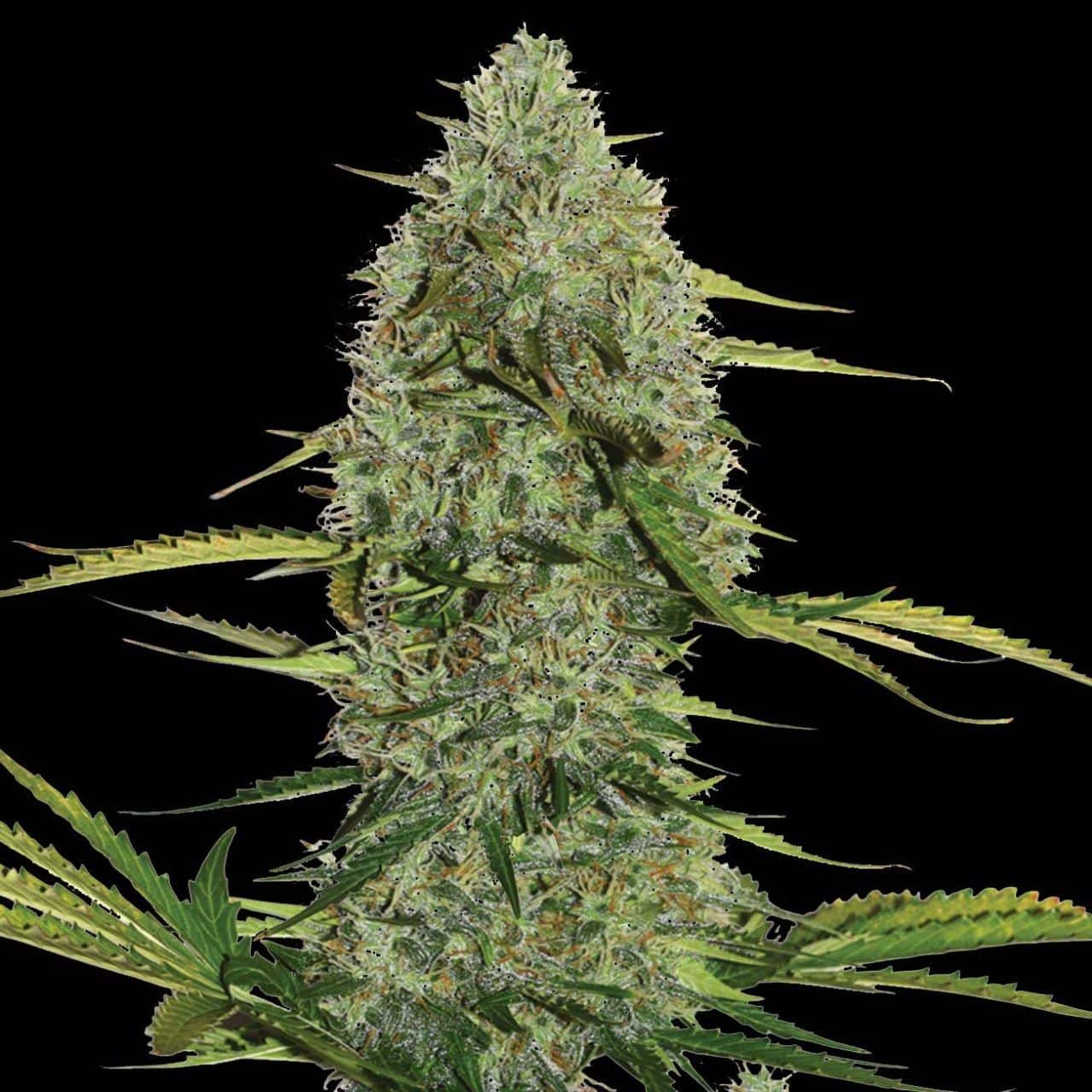 Mega Power Plant Auto