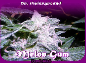 Melon Gum