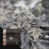 Melon Melange Reg.