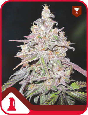 Mendocino Chanel Kush