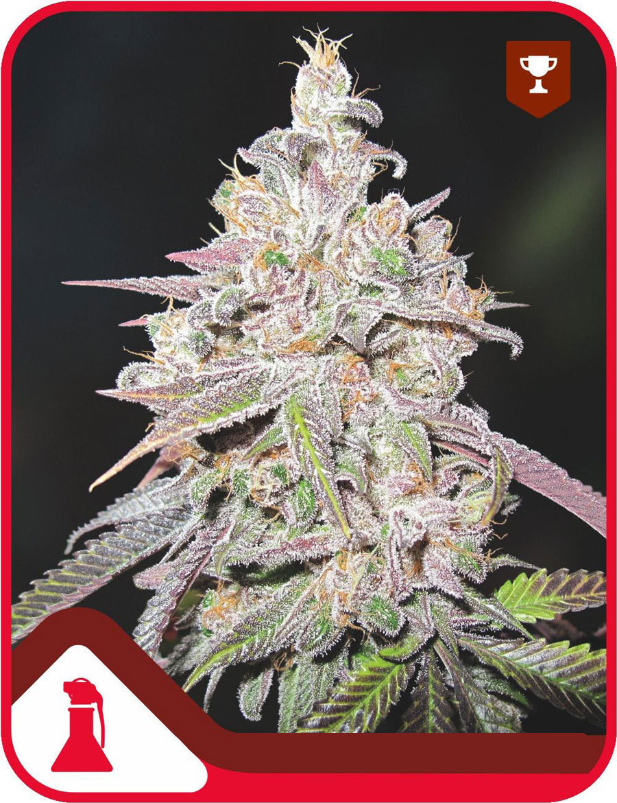 Mendocino Chanel Kush