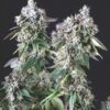 Mendocino Purple Kush (Pyramid Seeds)