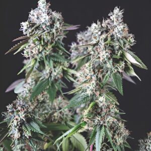 Mendocino Purple Kush (Pyramid Seeds)
