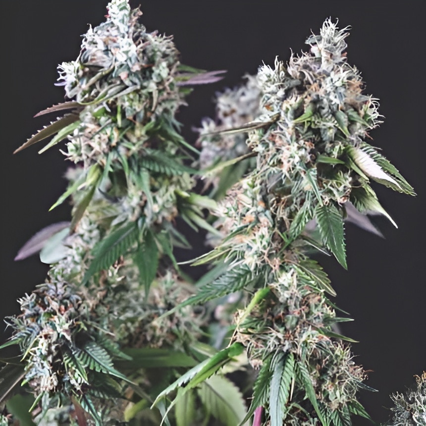 Mendocino Purple Kush (Pyramid Seeds)