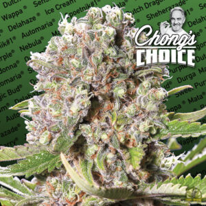 Mendocino Skunk
