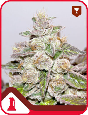 Mendocino x Purple Kush