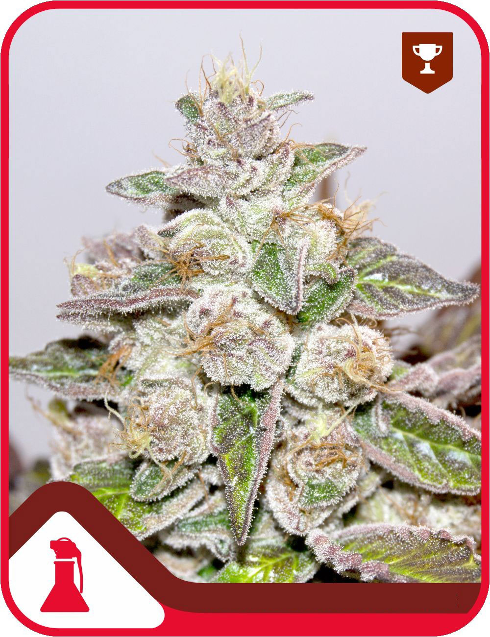 Mendocino x Purple Kush