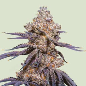 Mexican Rush Auto