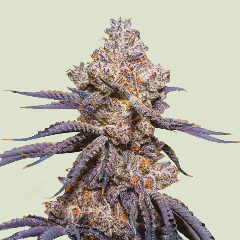 Mexican Rush Auto