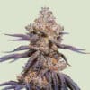 Mexican Rush Auto