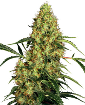 Mexican Sativa Reg.