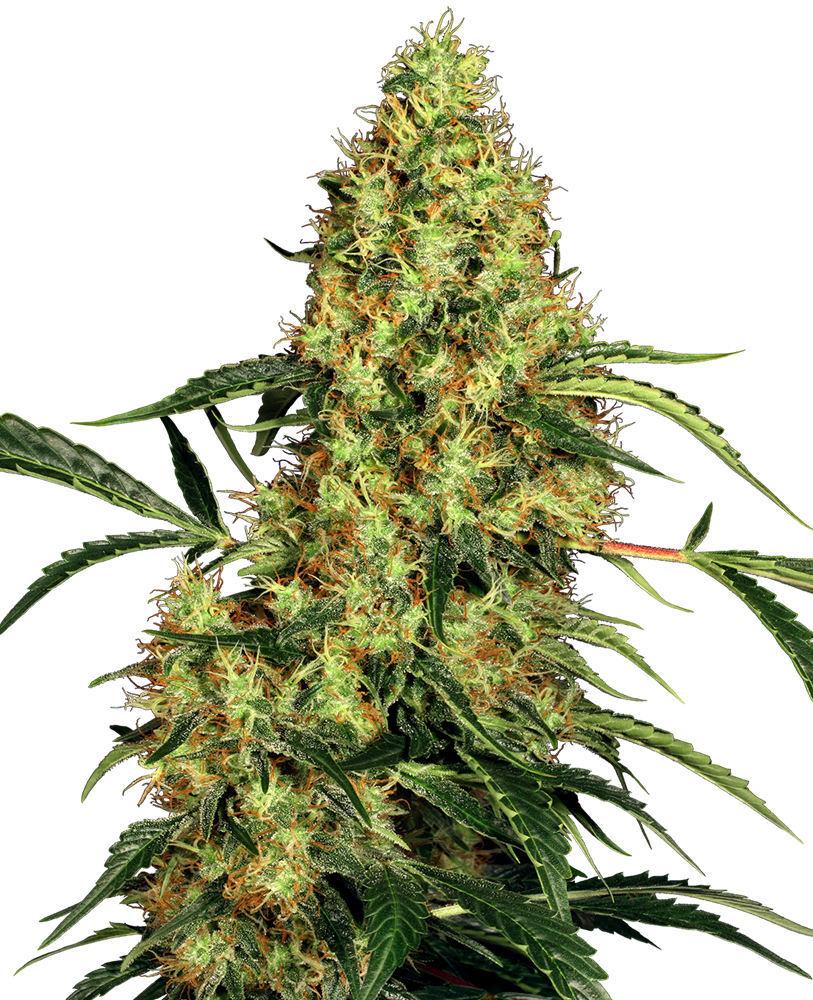 Mexican Sativa Reg.