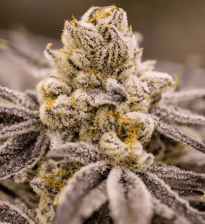 Mighty Bubble Gum Reg.