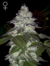 Milky Dreams