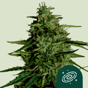 Milky Way F1 Auto