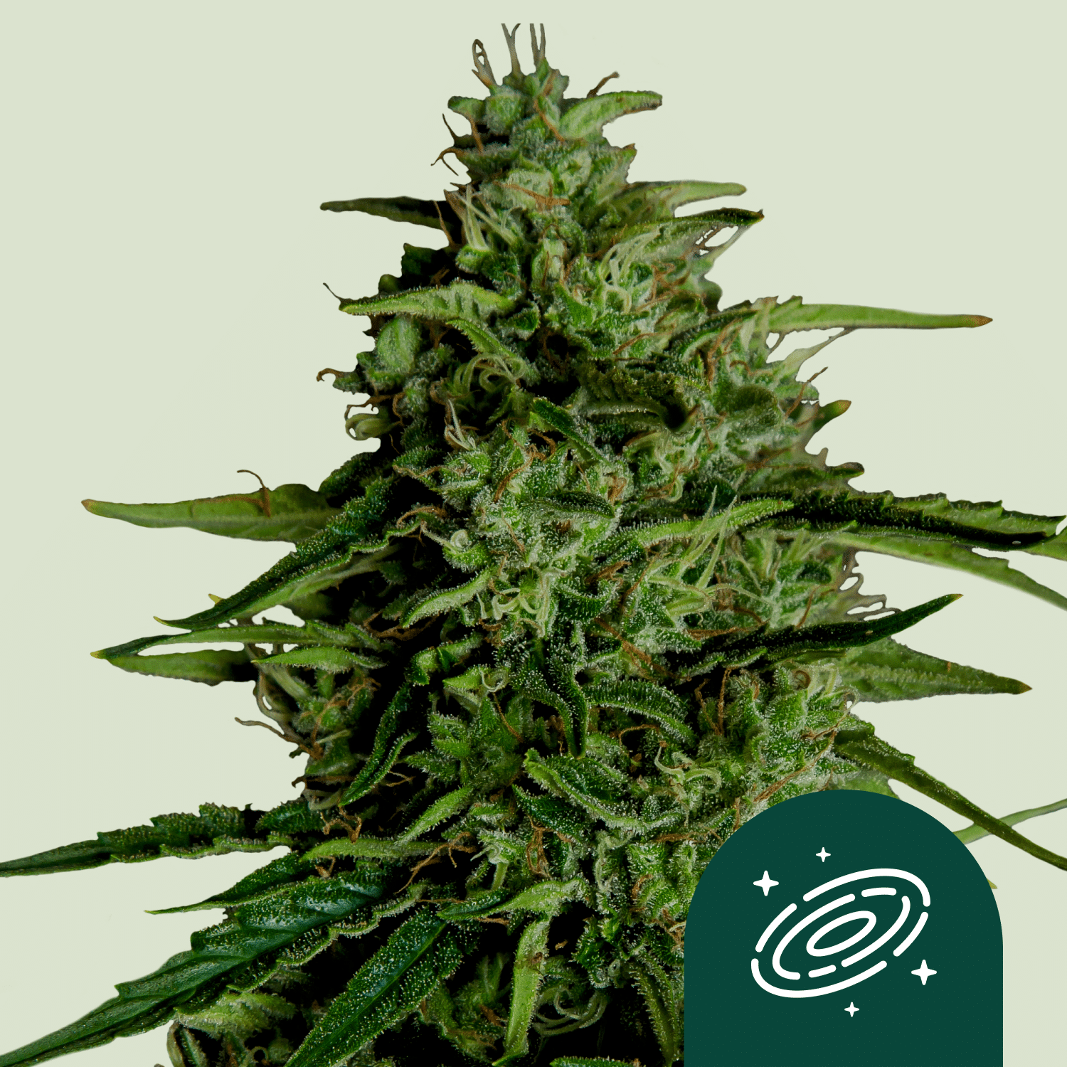 Milky Way F1 Auto