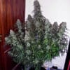 Mimosa Auto (Monkey Genetics)