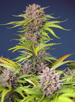 Mimosa Bruce Banner XL Auto