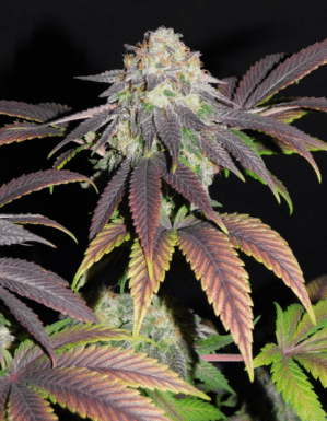 Mimosa (BSB Genetics)