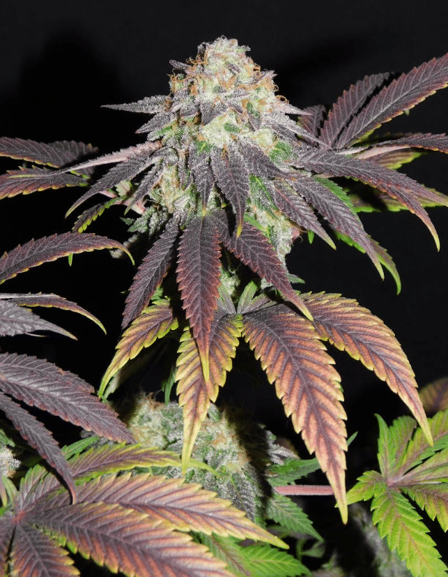 Mimosa (BSB Genetics)