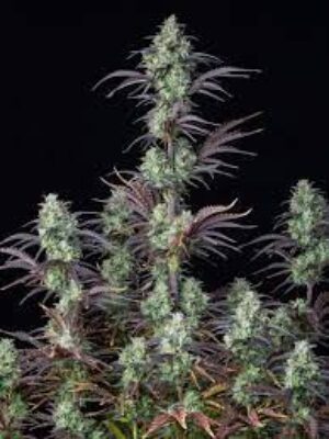 Mimosa Cake Auto