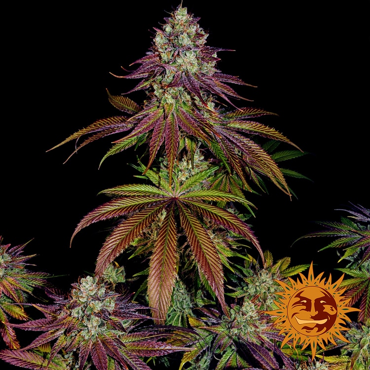 Mimosa EVO
