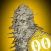 Mimosa Fast (00 Seeds)