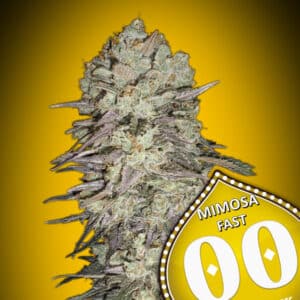 Mimosa Fast (00 Seeds)