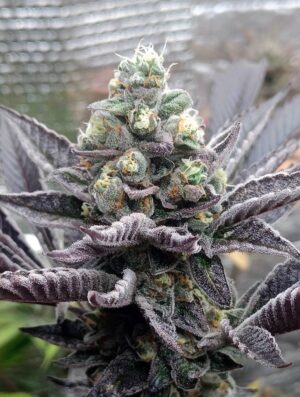 Mimosa Mints