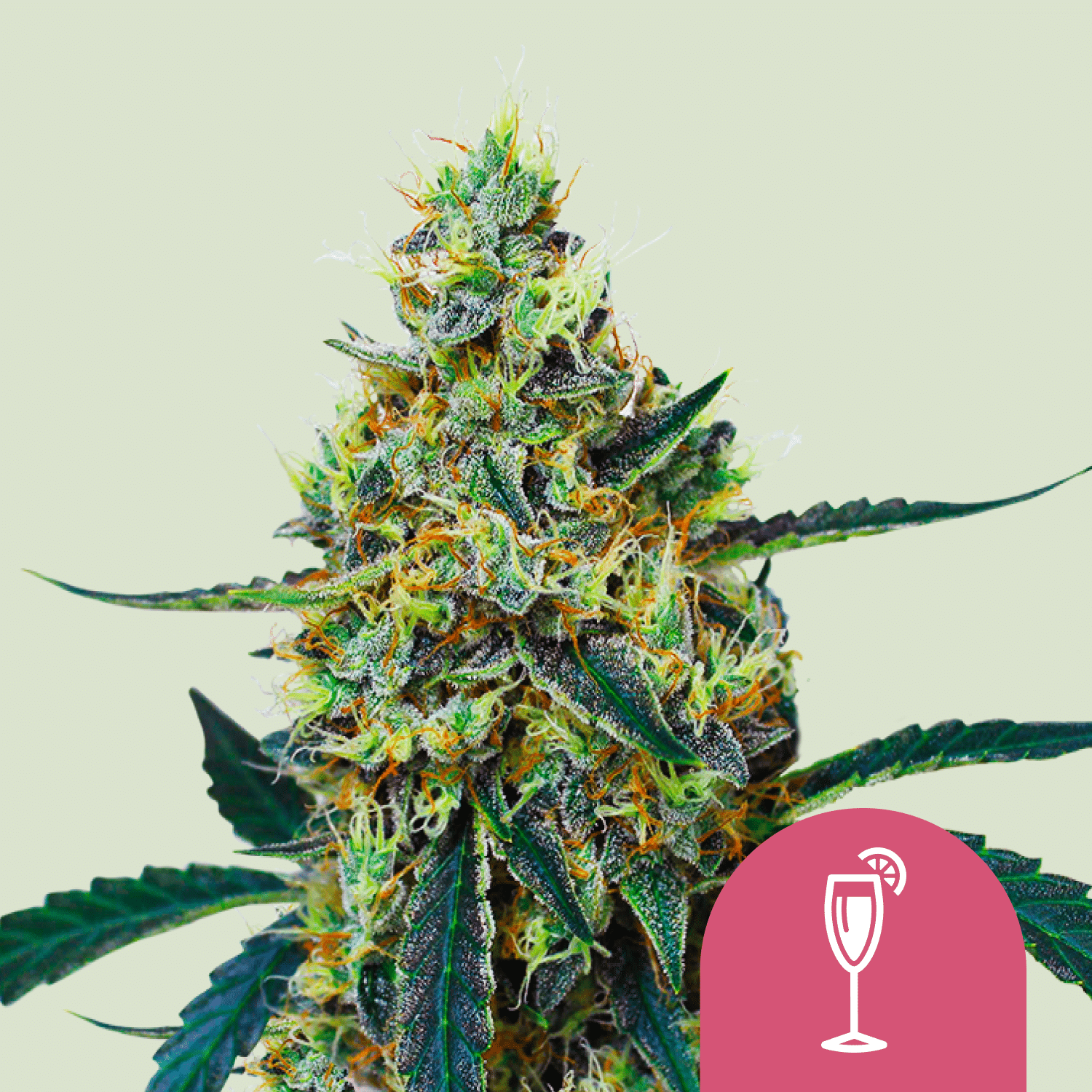 Mimosa (Royal Queen Seeds)