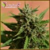 Mint Glace XXL Auto