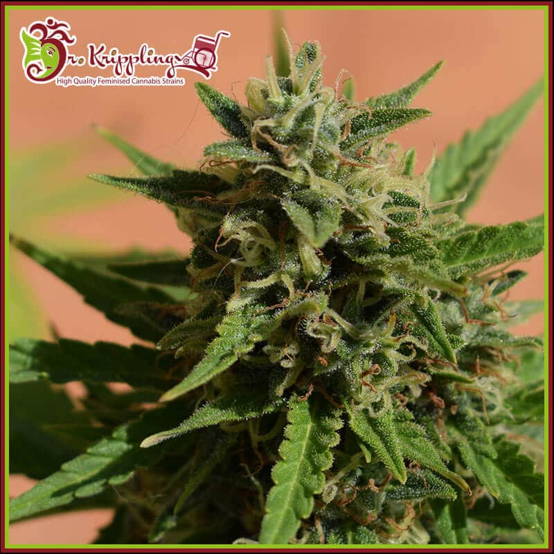 Mint Glace XXL Auto