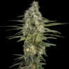 Mint Runtz Auto (Spliff Seeds)