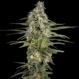 Mint Runtz Auto (Spliff Seeds)