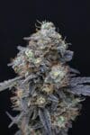 Minty Grape Kush