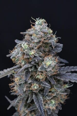 Minty Grape Kush