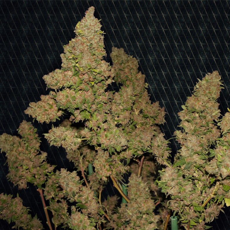 M.O.B. (Mother of Berries)