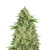 Moby Big Dick (Dutch Genetics)