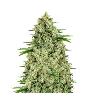 Moby Big Dick (Dutch Genetics)