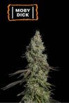 Moby Dick Auto (Seedstockers)
