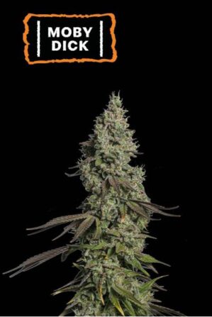 Moby Dick Auto (Seedstockers)
