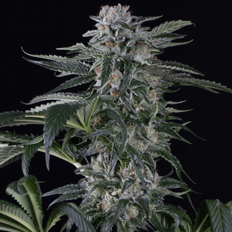 Moby Dick Auto (Silent Seeds)