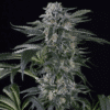 Moby Dick Auto (Silent Seeds)
