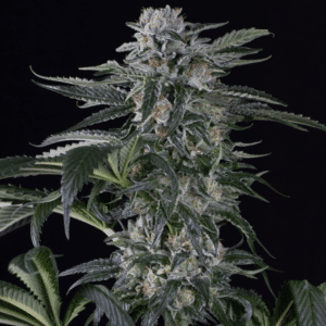 Moby Dick Auto (Silent Seeds)