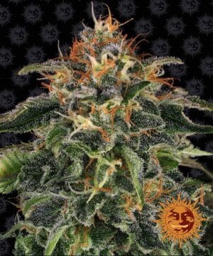Moby Dick (Barney's Farm)