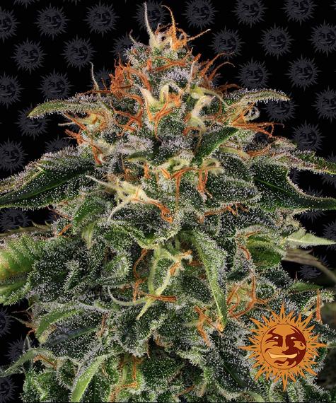 Moby Dick (Barney's Farm)